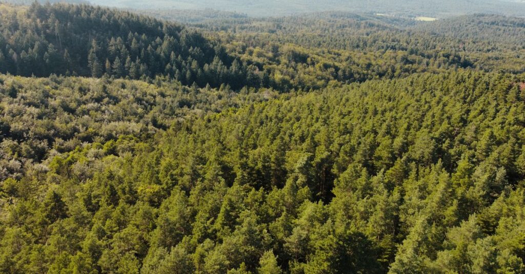 Drone shot capturing the expansive summer forest landscape in Kintzheim, France.